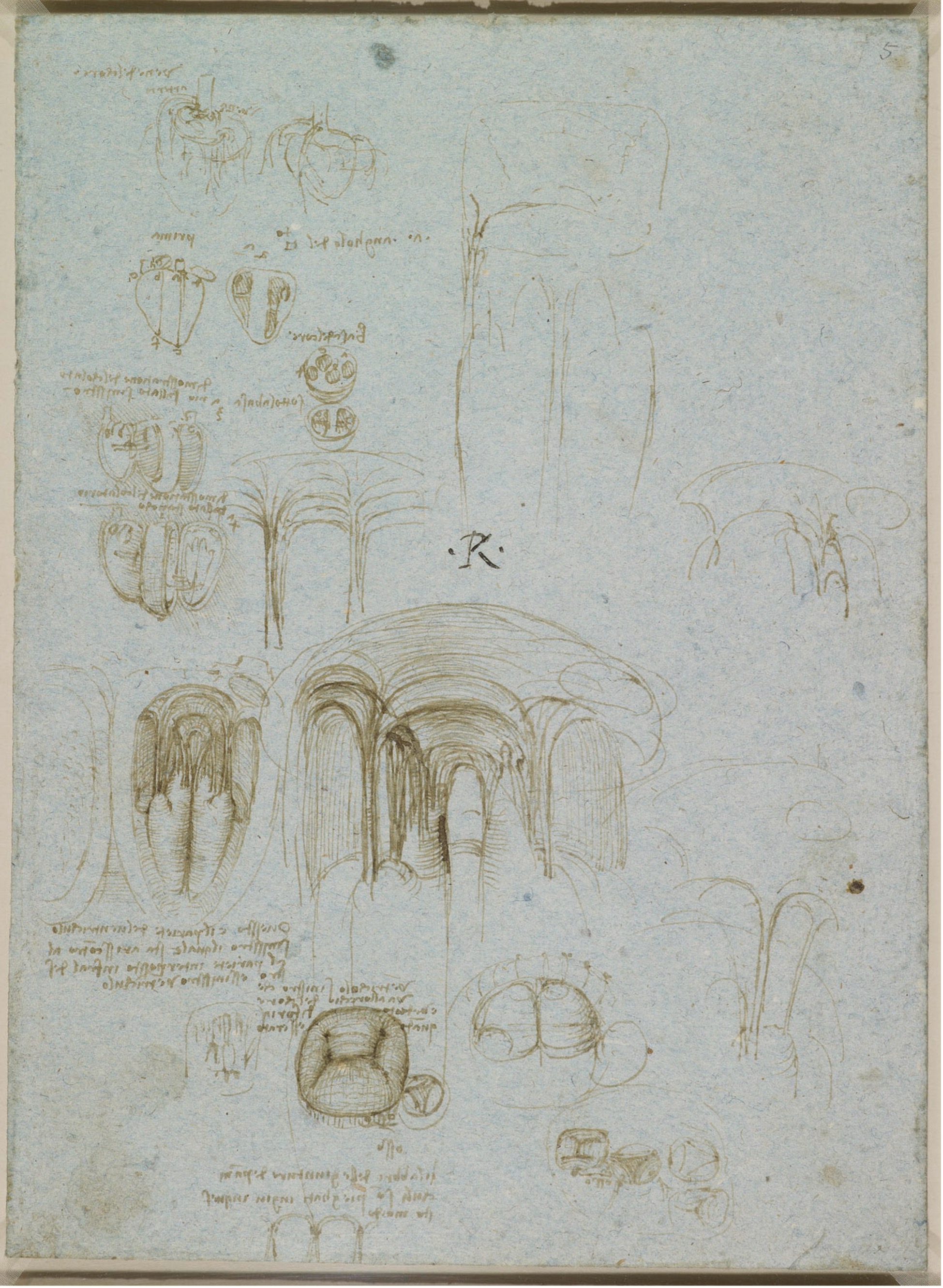 Leonardo da Vinci, The left ventricle and mitral valve c.1512-13 © The Royal Collection Trust